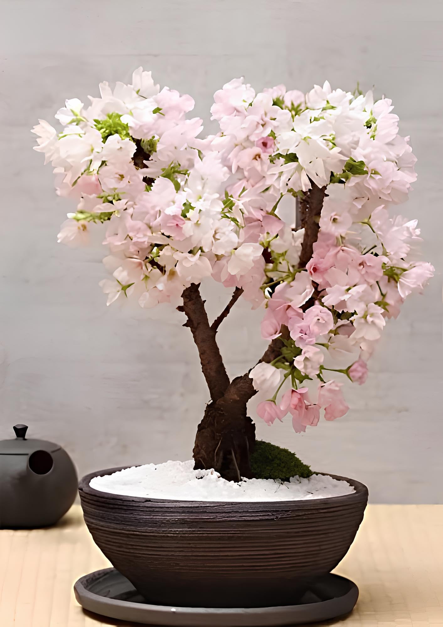 NooElec Seeds India 35+ Seeds- Dwarf Japanese Sakura Seeds.Mini